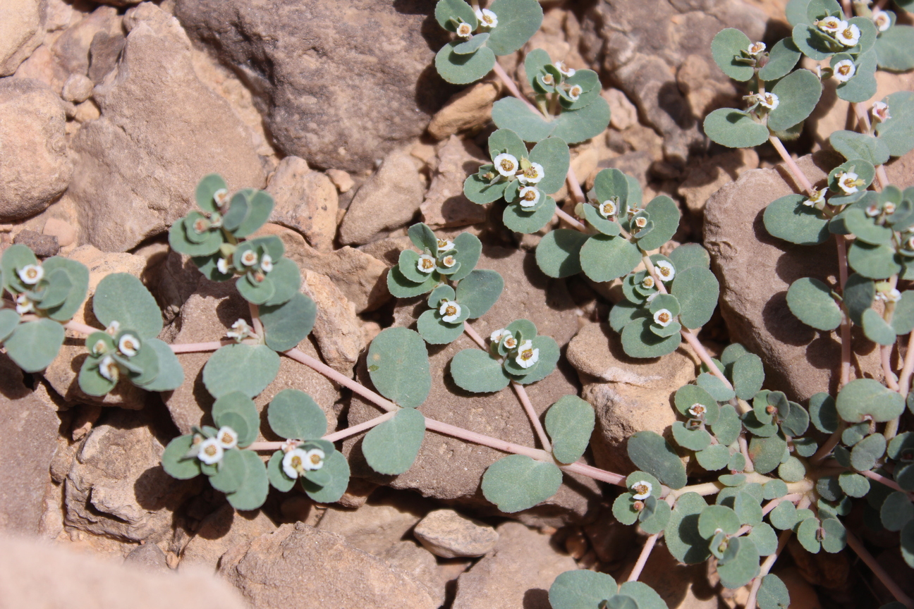 Plant Image